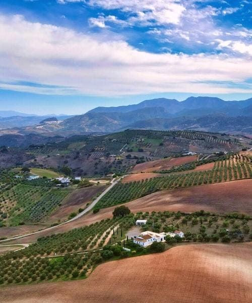Collines andalouses entre Olvera et Puerto Serrano - Andalousie - Espagne