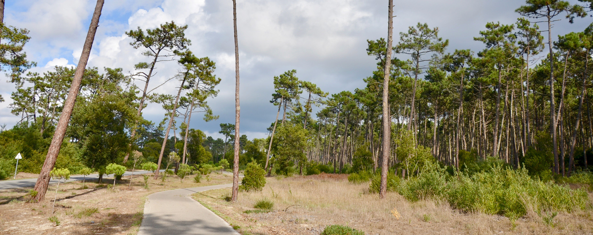 Forêt de pins à Mira - Portugal