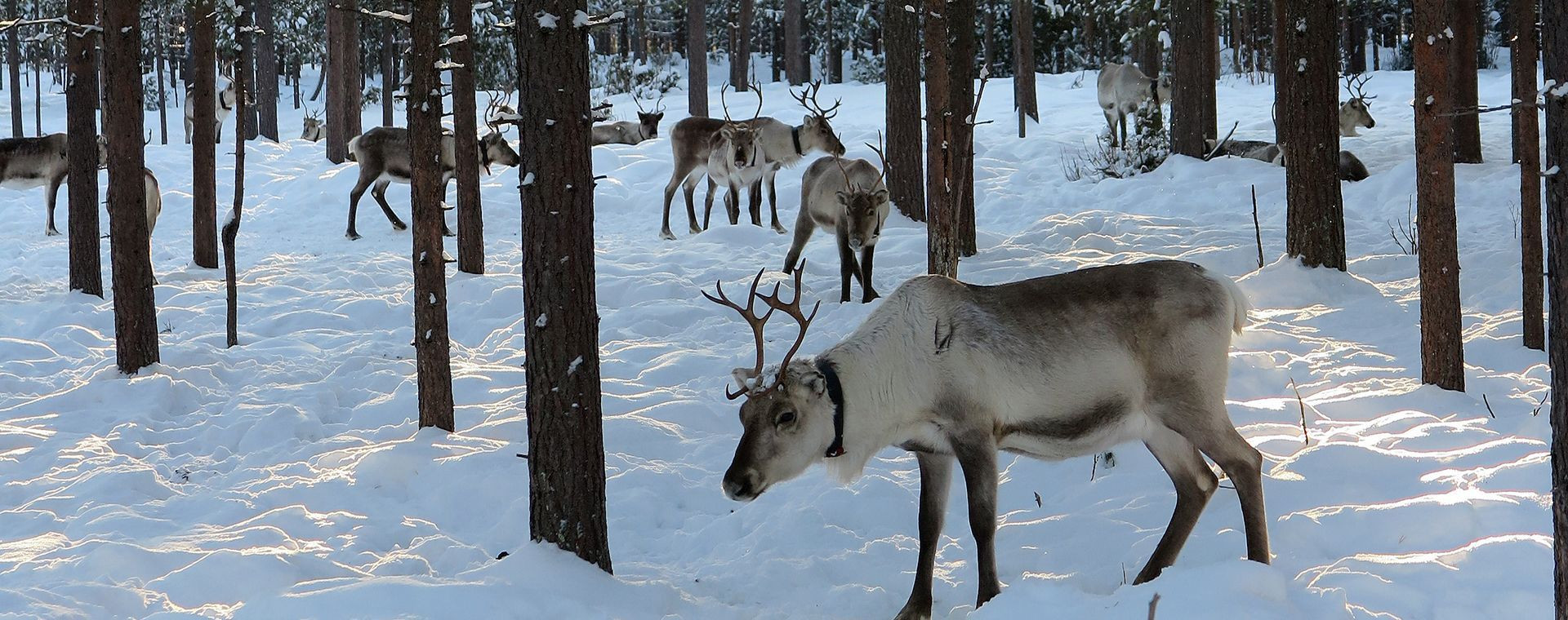 Troupeau de rennes dans une forêt enneigée - Laponie - Finlande