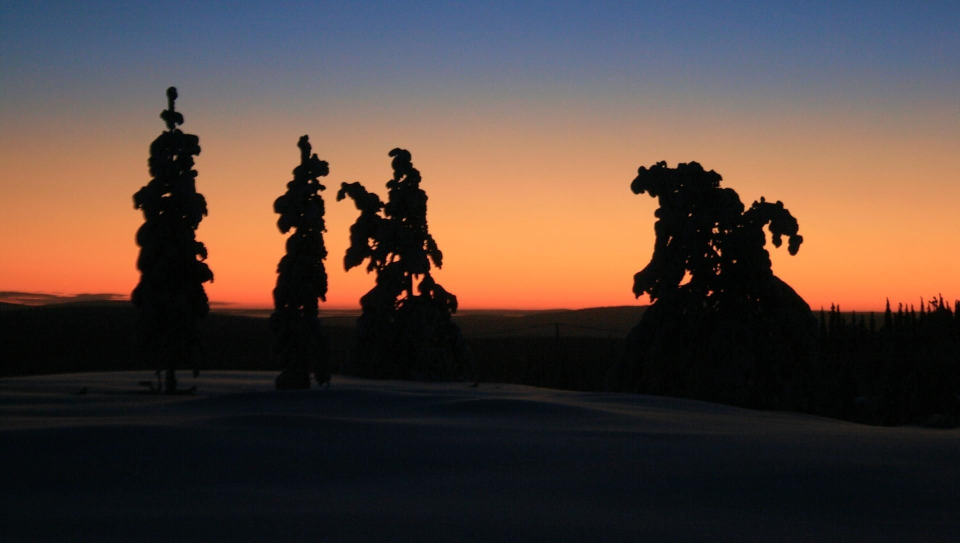 Silhouettes d'arbres gelés dans la taïga - Laponie - Finlande