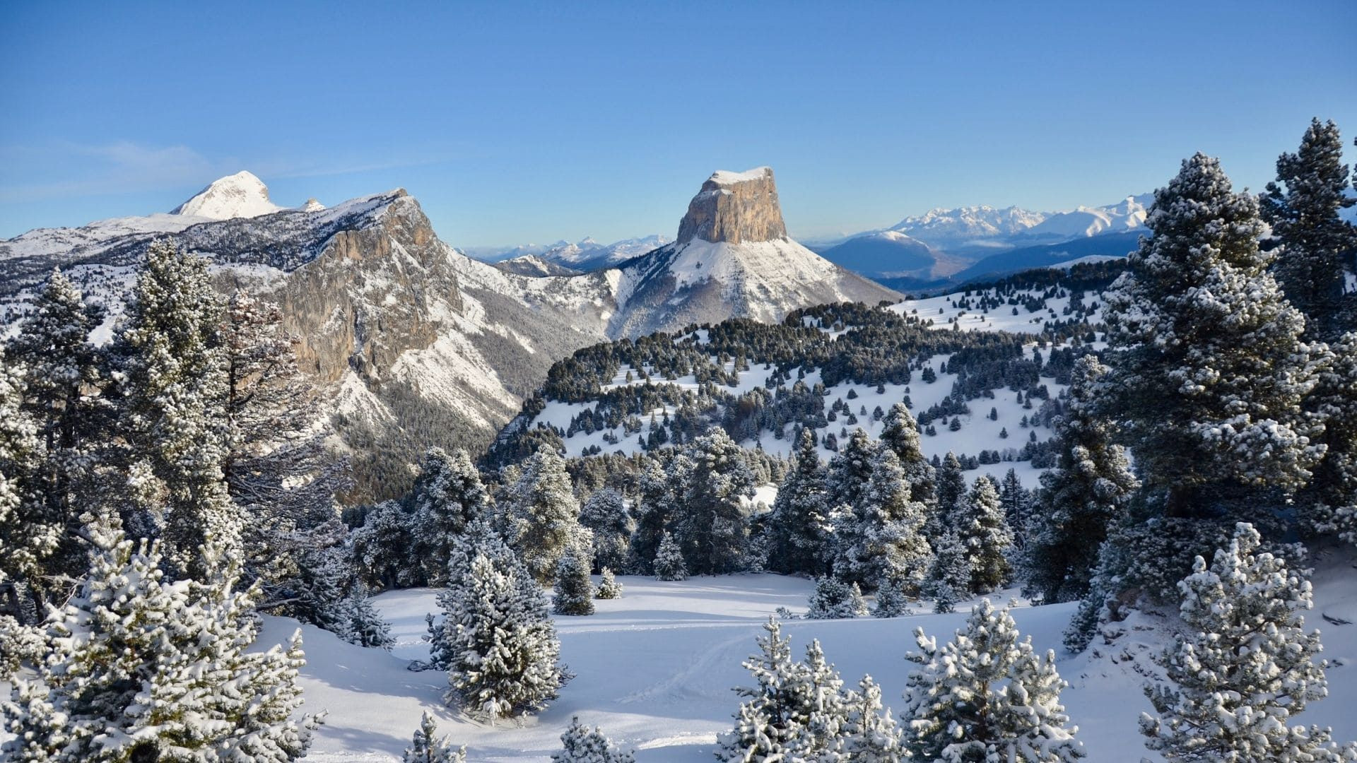 Mont Aiguille enneigé vu des sapins givrés - Hauts Plateaux du Vercors - France