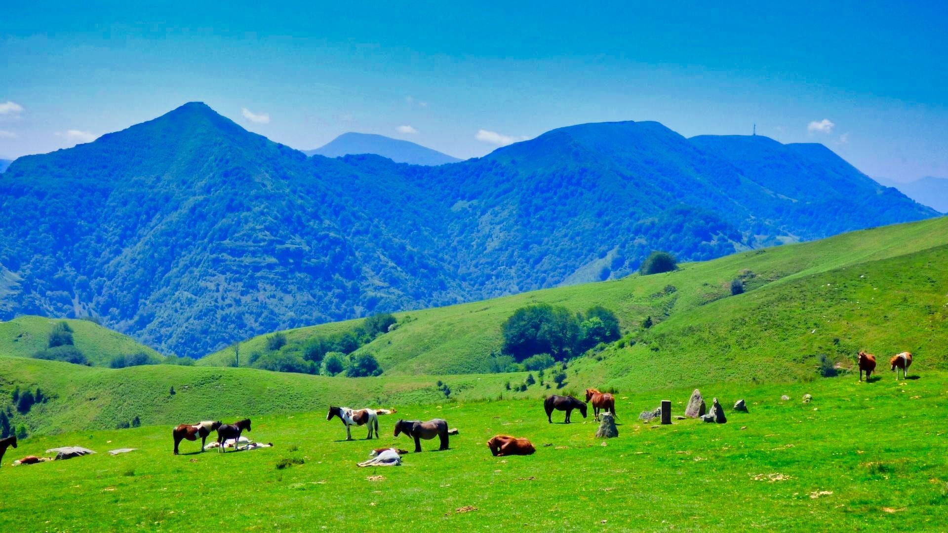© Respyrenees Chevaux au col de Méhatche - GR10 - Pays basque - France