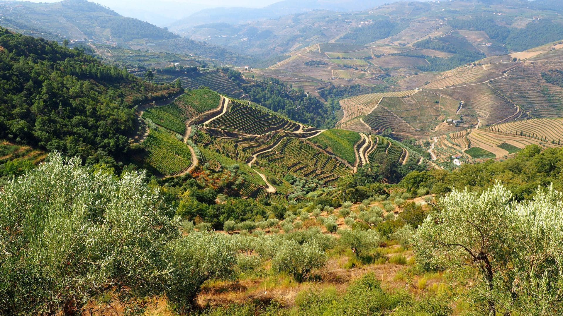 Vignobles en terrasses et oliviers - Vallée du Douro - Portugal