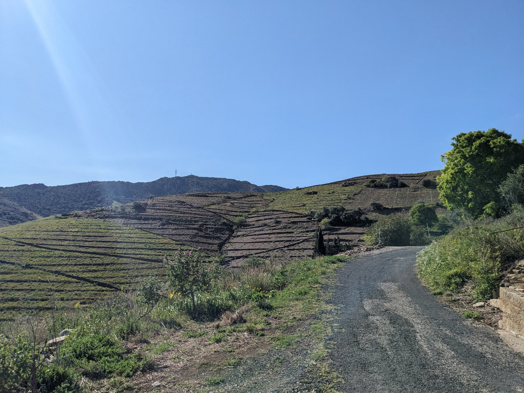 Piste VTT dans les vignes de Banyuls - Pyrénées-Orientales - France (2)