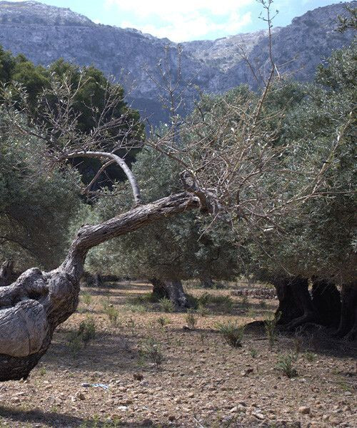 Vieux oliviers de la Serra de Tramuntana sur le GR221 - Majorque - Espagne