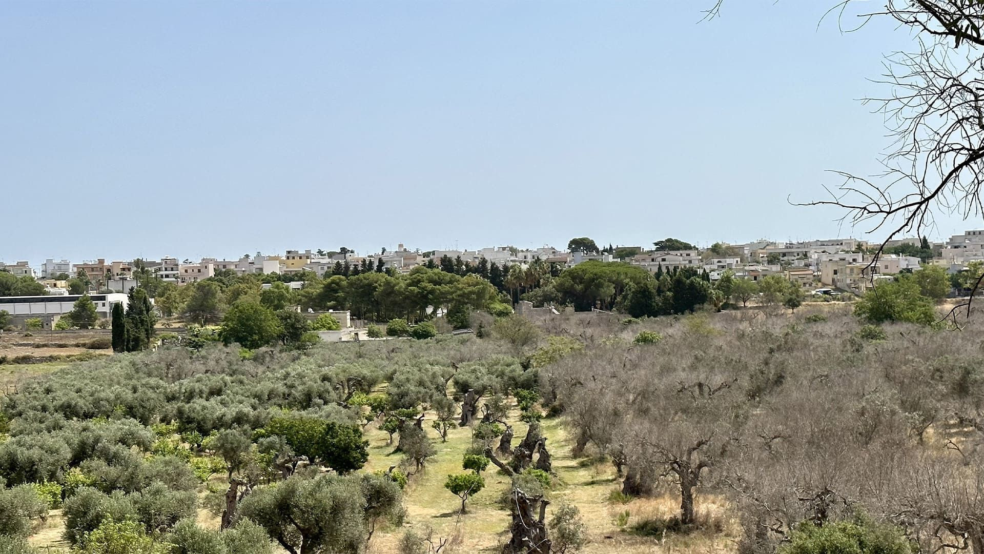 © Frank David Paysage d'oliveraies des Pouilles - Italie