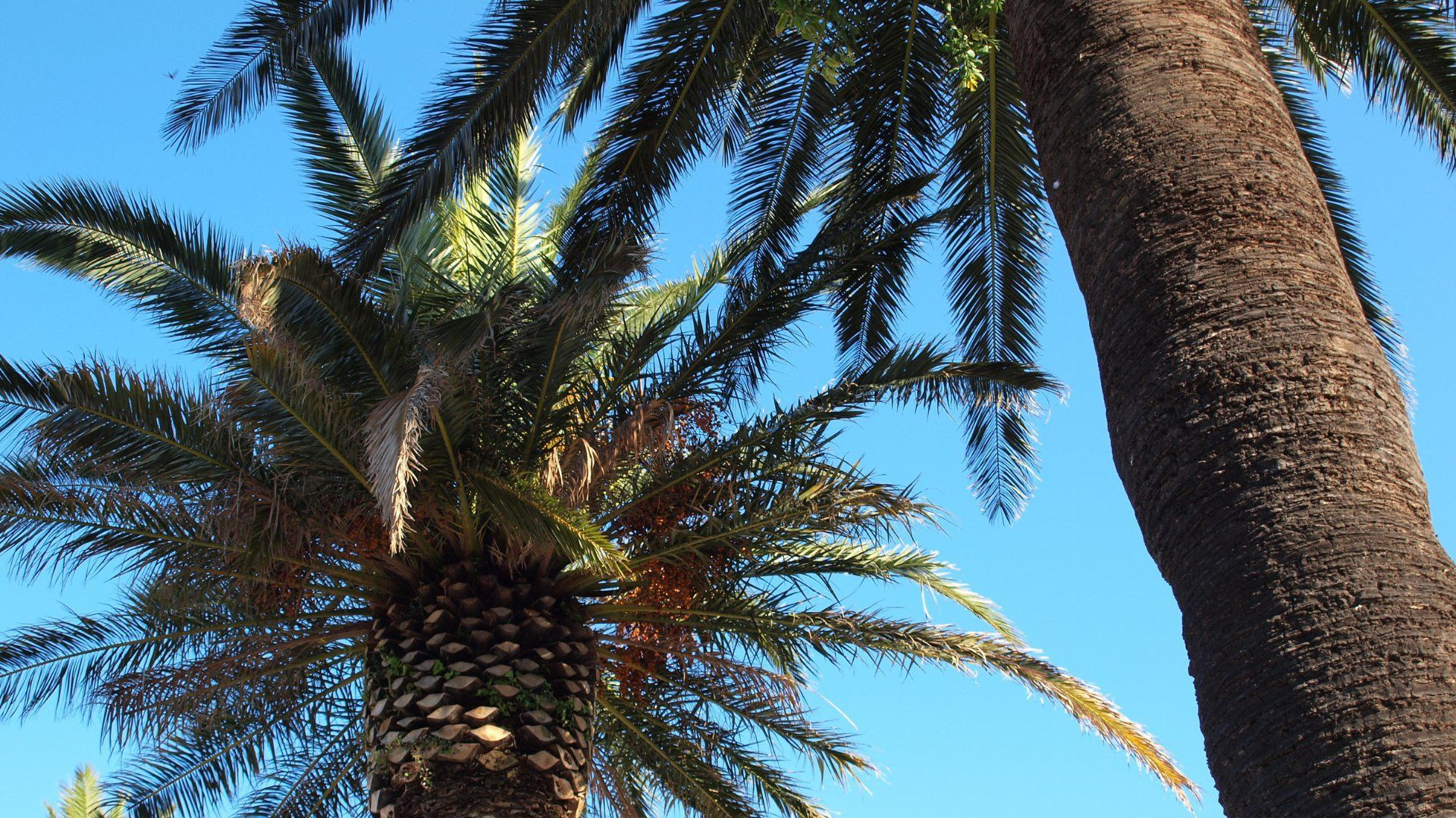 Palmiers sous le ciel bleu - Var - France