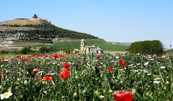 Champ de coquelicots à Castrojeriz - Chemin de Compostelle - Espagne