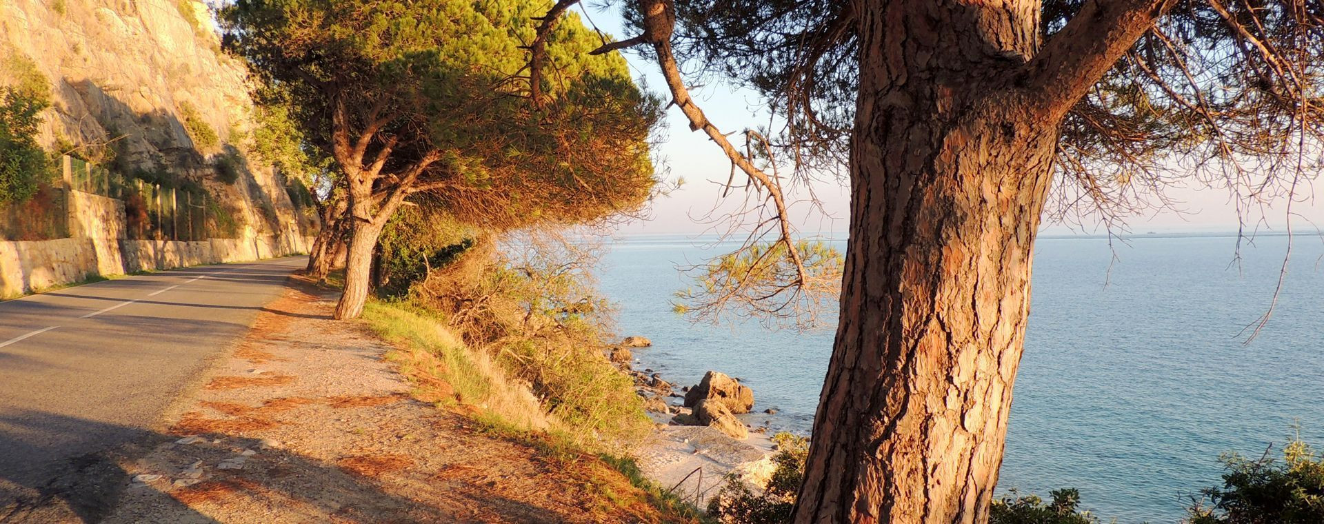 Route en bord de mer et pins - Portugal