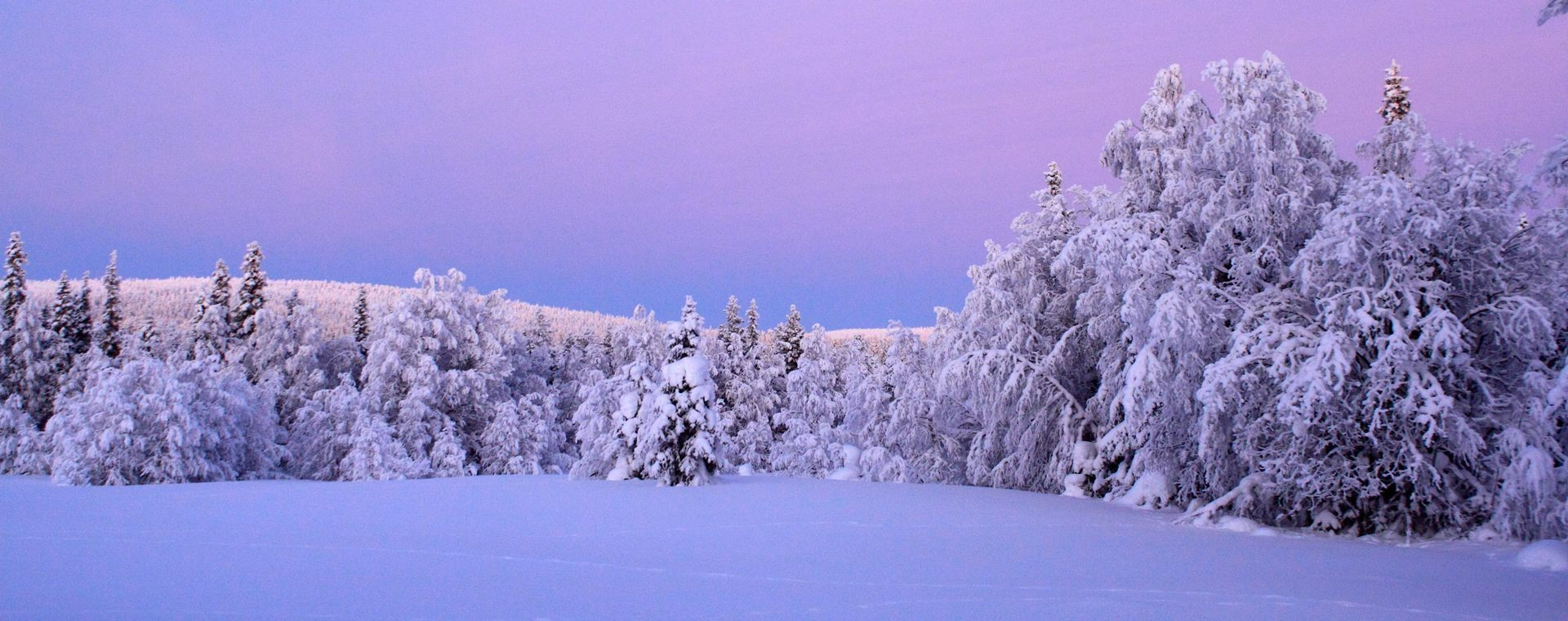 Arbres chargés de neige au crépuscule - Laponie - Finlande