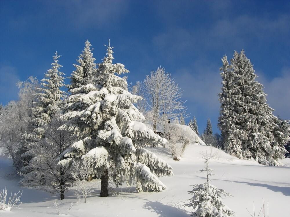 Sapins enneigés - Forêt-Noire - Allemagne