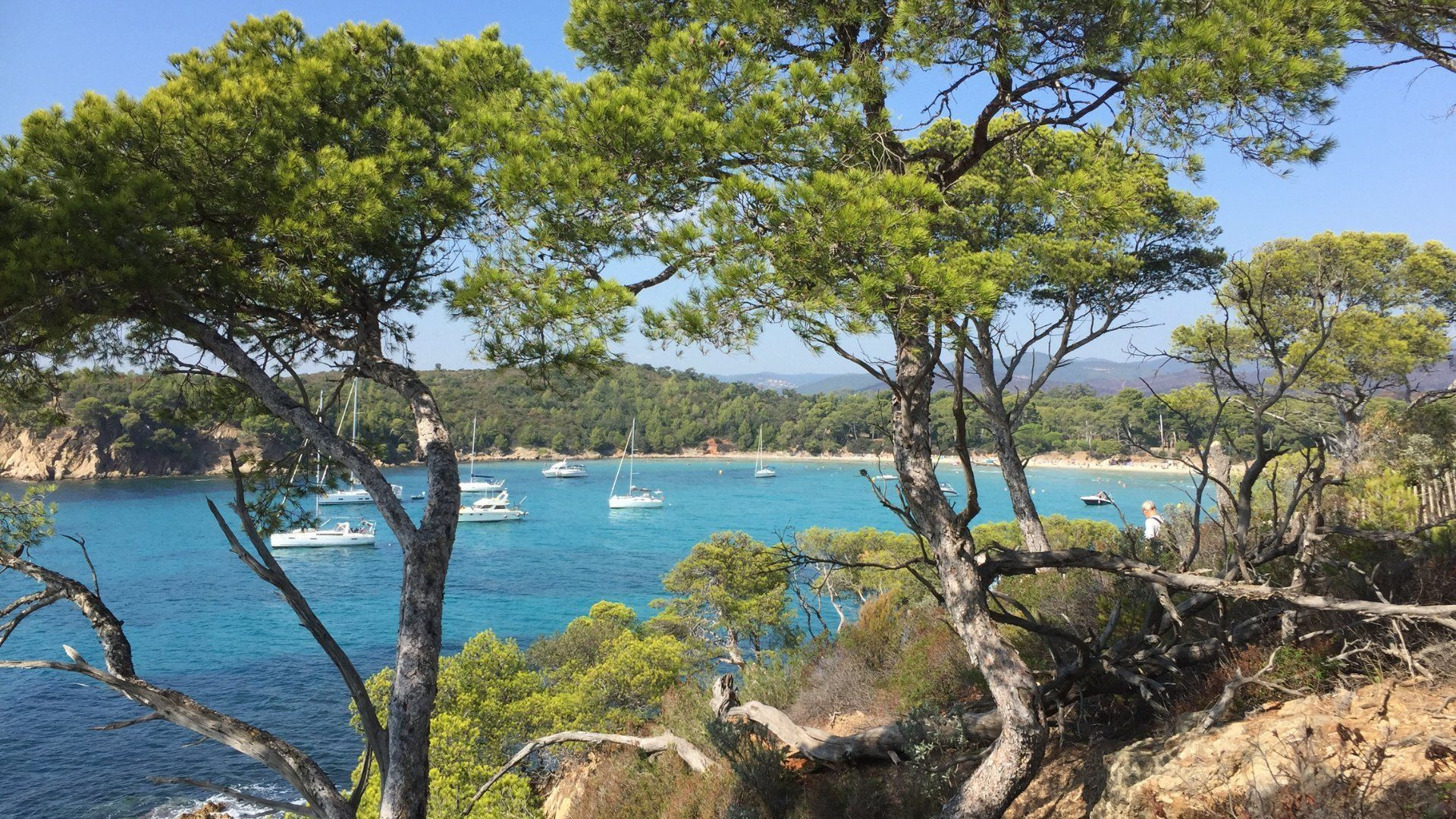 Crique turquoise et voiliers vus à travers les pins - Île de Port-Cros - Var - France