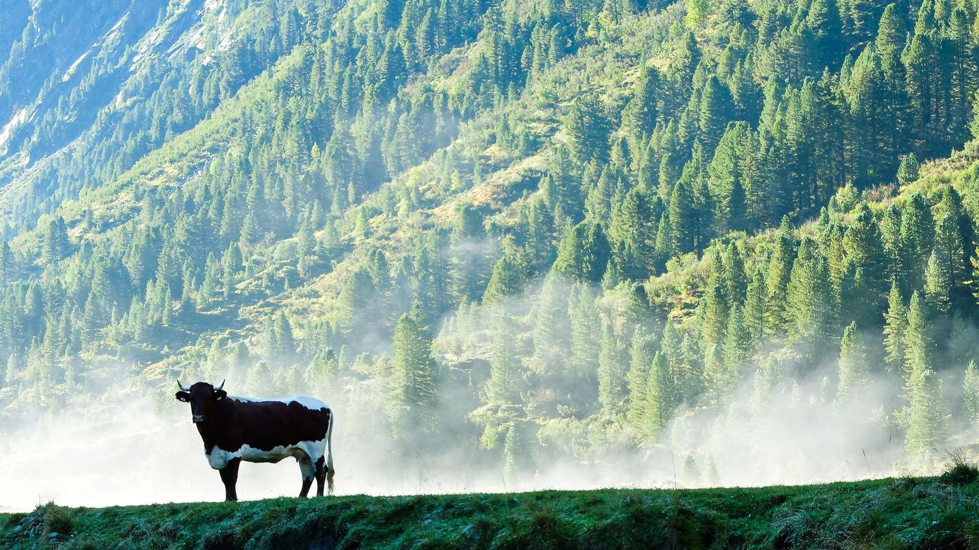 Trekking de 7 días por los Alpes
