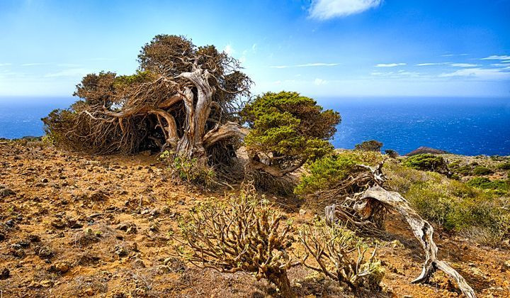 Arbres couchés par le vent à El Sabinar - El Hierro - Canaries