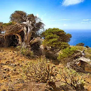 Canarias: la isla salvaje de El Hierro